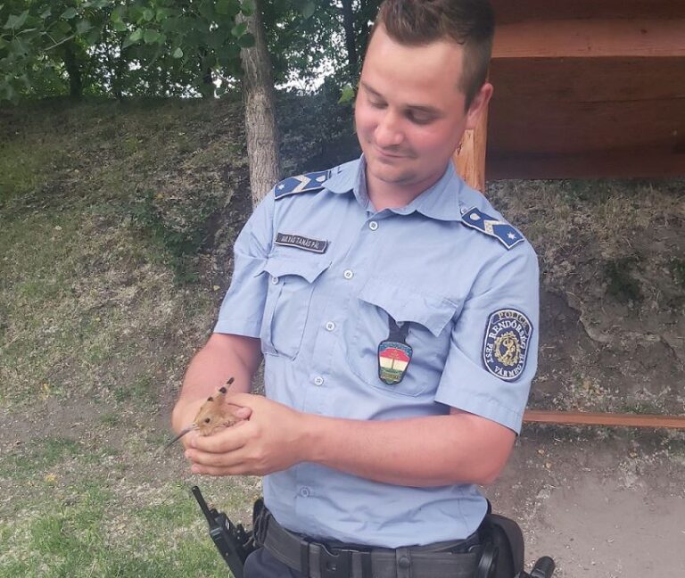Horgászdamilba gabalyodott búbosbankát mentett meg egy rendőr