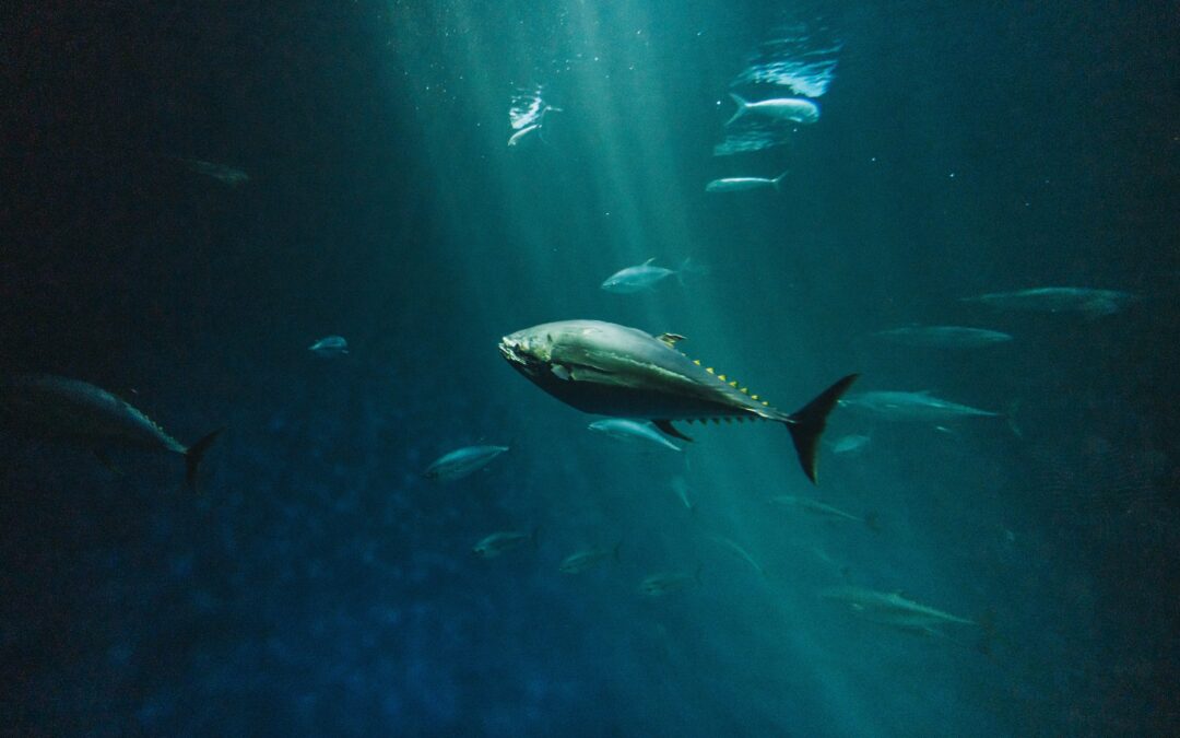 Több mint egymázsás tonhalat fogott ki a tengerből egy kisfiú