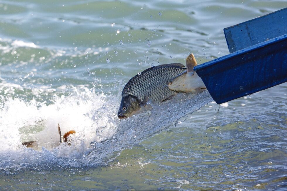 Több mint 12 millió forint halvédelmi bírságot szabtak ki tavaly a Balatonnál