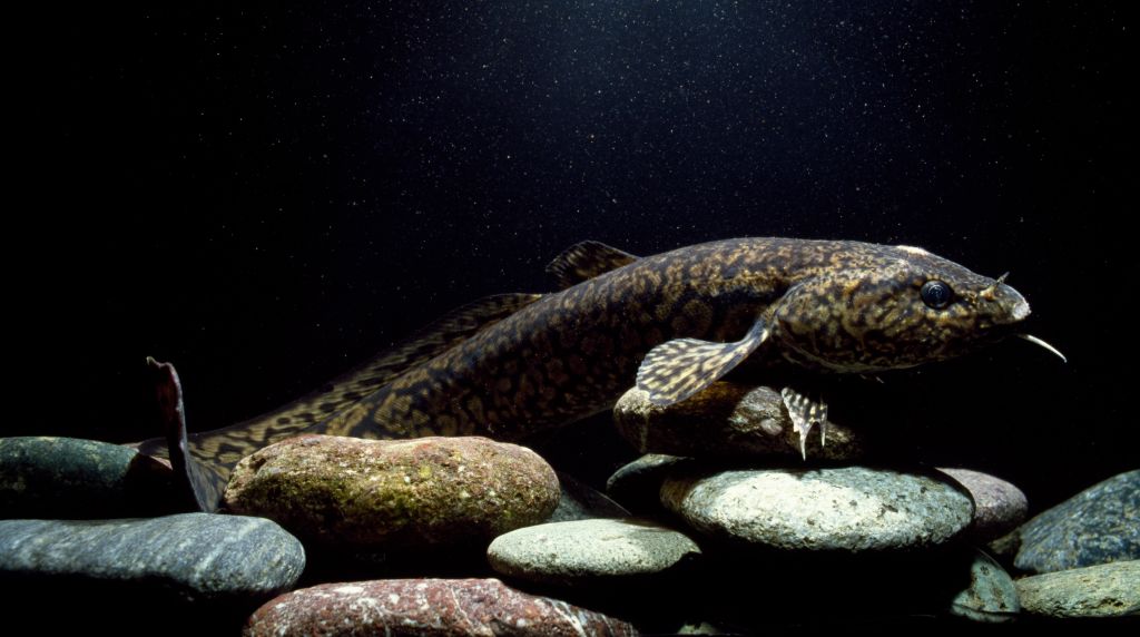 Kétkilós menyhalak várják a balatoni pecásokat