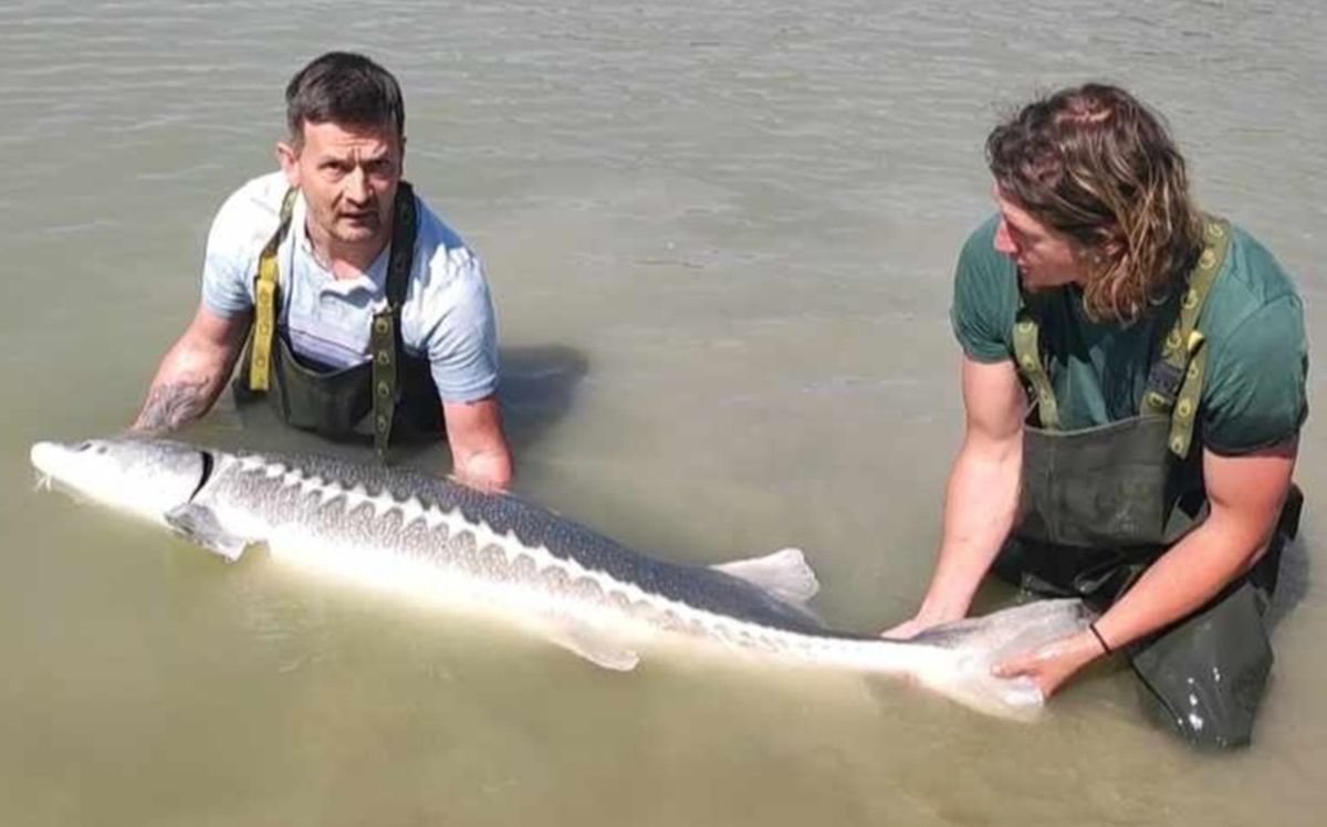 Óriási, 65 kilós tokhalat fogott egy horgász Bajánál