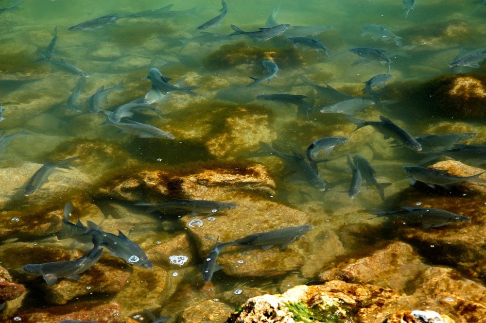 Legyünk résen, horgászok: a halak szaporodását akadályozó parazita terjed